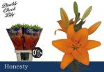 Vollsortiment Lilie LA Hybride, orange - 1 Stiele